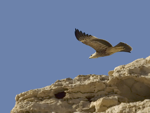 Keisarikotka, Eastern Imperial Eagle, Aquila heliaca